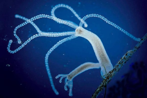 Официальный сайт kraken kraken clear com