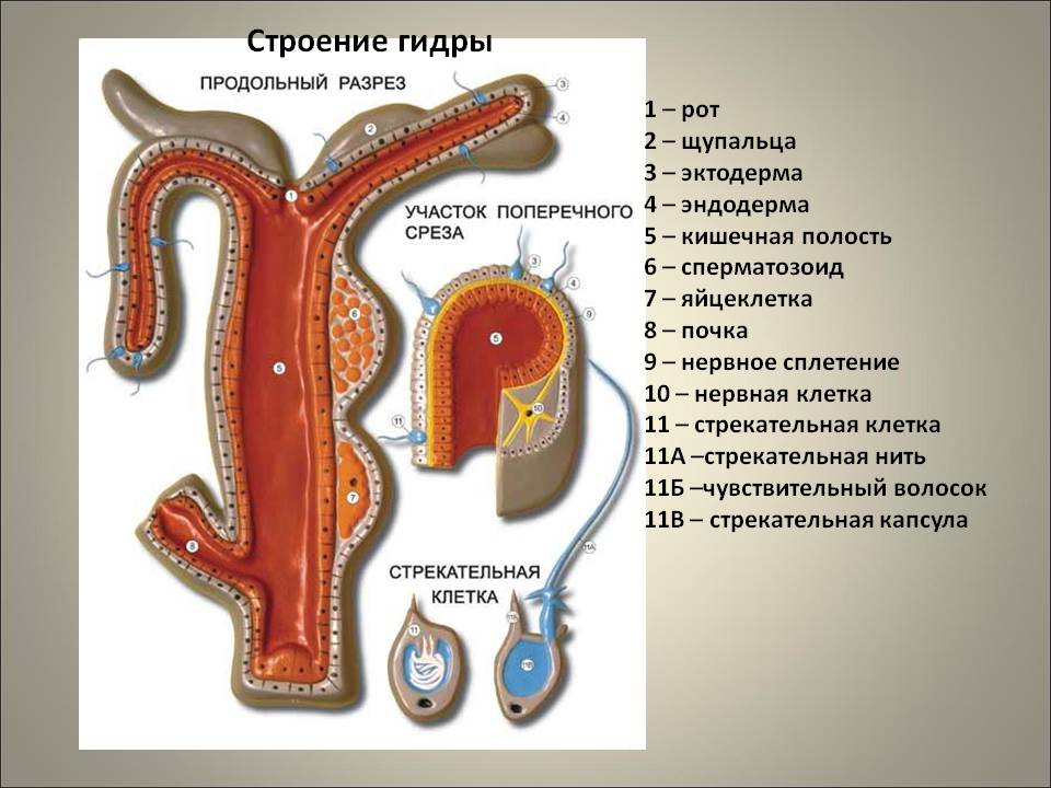 Ссылки на сайты даркнета